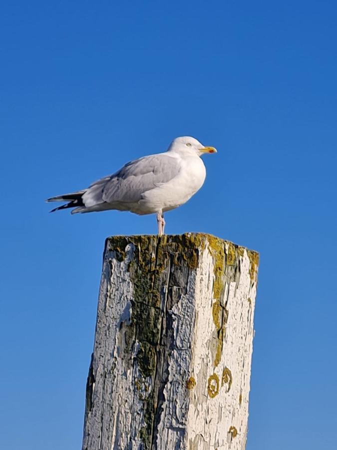 Appartamento Fewo Mit Meerblick - Direktzugang Zur Nordsee Wilhelmshaven Esterno foto